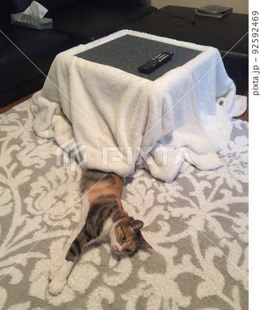 こたつに入ってる三毛猫 こたつに入ってる三毛猫 92592469