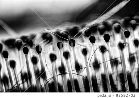 Selective focus on bristles of a hairbrush with tangled hair 92592702