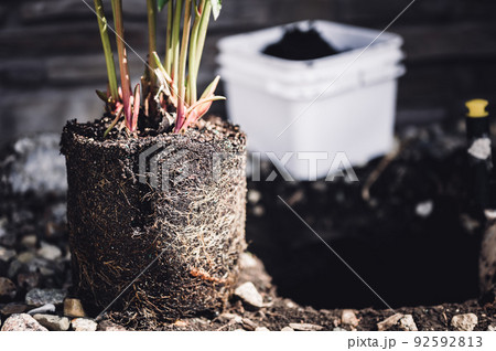 Transplanting a root bound potted plant to a newly dug hole in rocked boarder near a house. Transplanting a root bound potted plant to a newly dug hole in rocked boarder near a house. 92592813