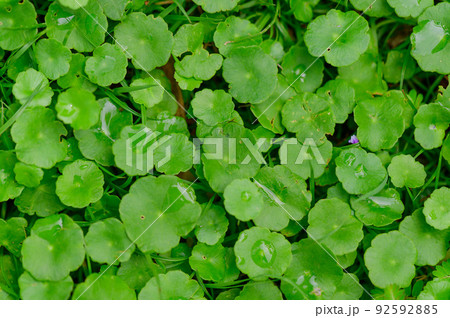 abstract stunning green leaf texture, tropical leaf foliage nature dark green background. abstract stunning green leaf texture, tropical leaf foliage nature dark green background. 92592885