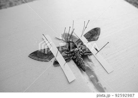 pinned tomato hornworm moth with wings spread on a foam board pinned tomato hornworm moth with wings spread on a foam board 92592987