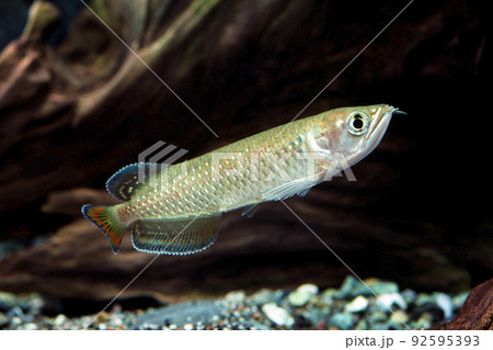 ノーザンバラムンディ 幼魚 ノーザンバラムンディ 幼魚 92595393
