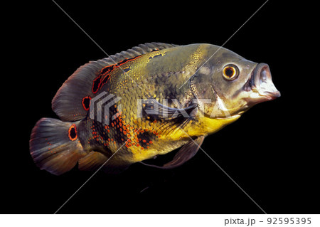 アストロノータス  ワイルドオスカー　カワスズメの仲間　黒バック 92595395