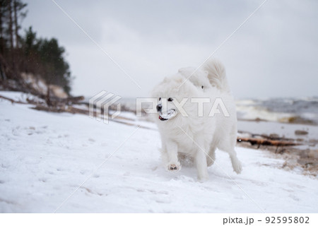 Two Samoyed white dogs are running on snow beach in Latvia Two Samoyed white dogs are running on snow beach in Latvia 92595802