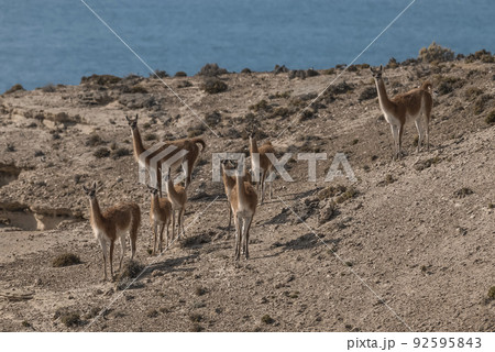Guanacos, La Pampa, Argentina 92595843