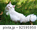 Beautiful white, fluffy cat with brown eyes and pink nose lies on the green grass and looks intently at the camera. 92595950