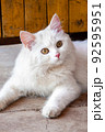 Portrait of beautiful white, fluffy cat with brown eyes and pink nose lying on the floor looking attentively not at the camera. 92595951