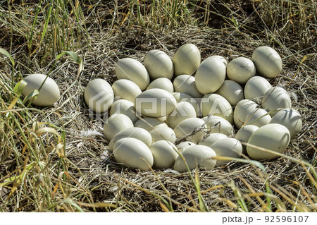 Greater rhea eggs in nest, Patagonia, Argentina 92596107