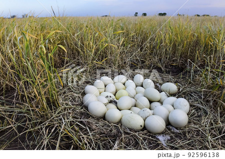 Greater rhea eggs in nest, Patagonia, Argentina 92596138