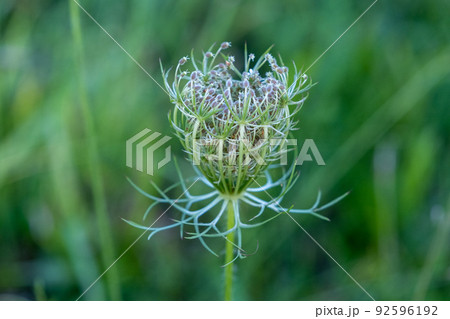 A beautiful meadow flower bud. On the background of a green meadow. Sunny day with green in the blurred background, selective focus A beautiful meadow flower bud. On the background of a green meadow. Sunny day with green in the blurred background, selective focus 92596192