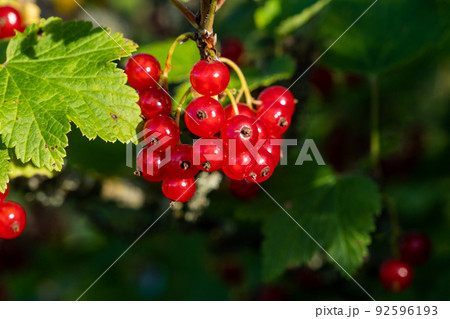 A bunch of fresh, juicy, healthy red currants. Fruits for vegetarian food. A bunch of fresh, juicy, healthy red currants. Fruits for vegetarian food. 92596193