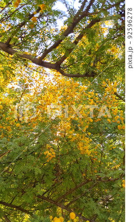 Selective focus yellow blossom of mimosa tree, Acacia pycnantha. Selective focus yellow blossom of mimosa tree, Acacia pycnantha. 92596278