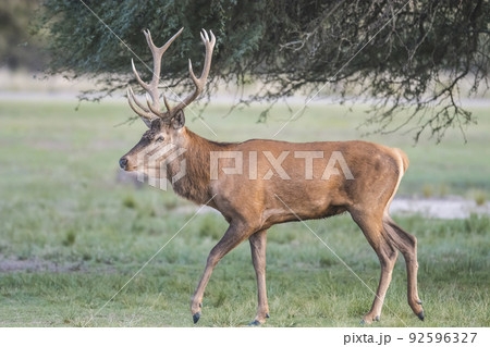 Red deer rut season, La Pampa, Argentina Red deer rut season, La Pampa, Argentina 92596327