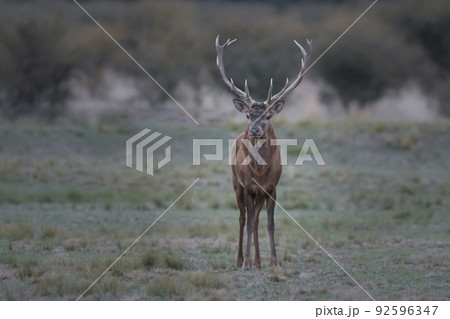 Red deer rut season, La Pampa, Argentina Red deer rut season, La Pampa, Argentina 92596347