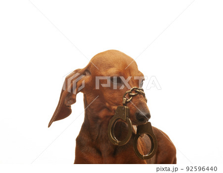image of dog handcuffs white background  92596440