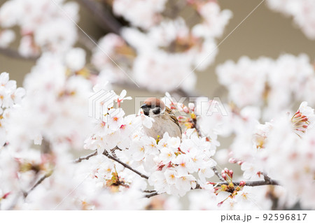【スズメ】桜の蜜を吸う雀 【スズメ】桜の蜜を吸う雀 92596817