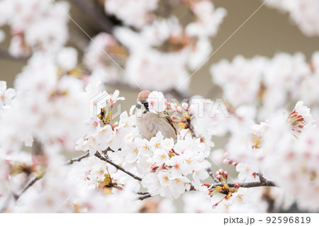 【スズメ】桜の蜜を吸う雀 92596819