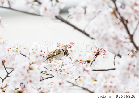 【スズメ】桜の蜜を吸う雀 【スズメ】桜の蜜を吸う雀 92596826