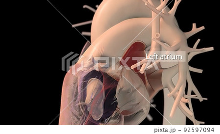 Human heart, realistic anatomy 92597094