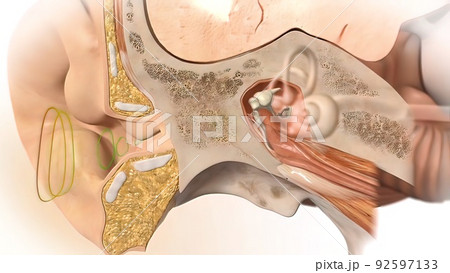 3D Human Ear Anatomy System 3D Human Ear Anatomy System 92597133
