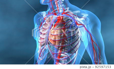Heart and veins work Heart and veins work 92597153