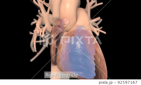 Human heart, realistic anatomy Human heart, realistic anatomy 92597167
