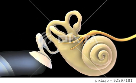 3D Human Ear Anatomy System 92597181