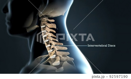 Lumbar Spine With Nerves 92597190