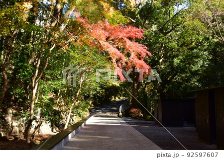 湯河原町　万葉公園湯河原惣湯周遊路と鮮やかな紅葉 92597607