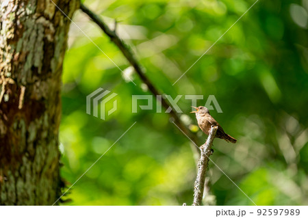 樹木の枝にとまるミソサザイ 92597989