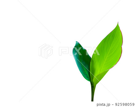 Isolated Canna Indica L leaves with clipping paths on white background Isolated Canna Indica L leaves with clipping paths on white background 92598059