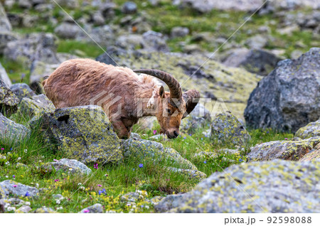 The West Caucasian tur or Capra caucasica 92598088