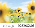 向日葵の写真 92598286
