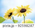 向日葵と蜜蜂の写真 92598287