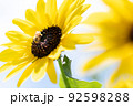向日葵と蜜蜂の写真 92598288