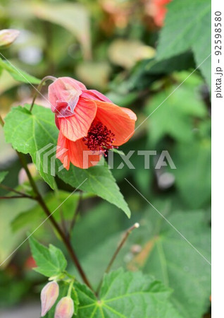 ドワーフ・レッド’　アブチロン 92598580