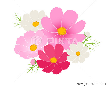 コスモス_ワンポイント 92598621