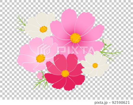 コスモス_ワンポイント 92598621