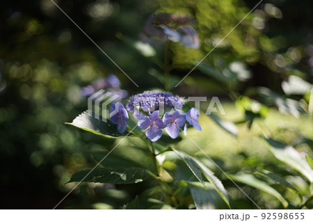 快晴の日のアジサイ横構図 快晴の日のアジサイ横構図 92598655