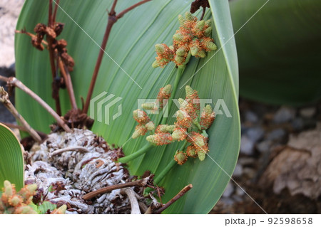 奇想天外 92598658