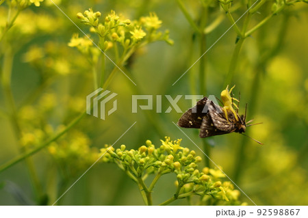 コチャバネセセリ アズチグモ コチャバネセセリ アズチグモ 92598867