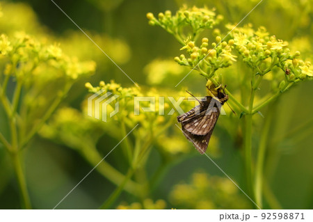 コチャバネセセリ アズチグモ コチャバネセセリ アズチグモ 92598871