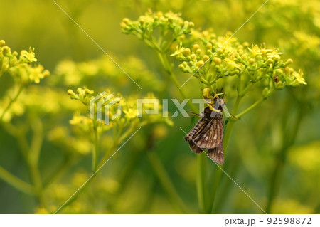 コチャバネセセリ　アズチグモ 92598872