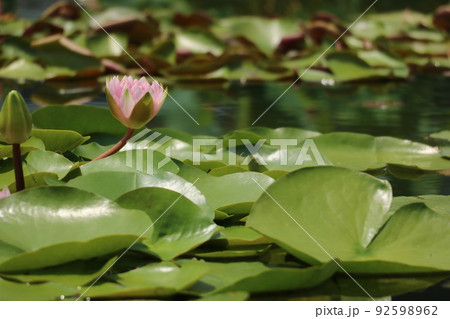 ピンクのスイレン 92598962