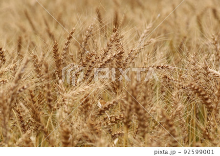黄金色に輝く、麦秋の小麦畑 黄金色に輝く、麦秋の小麦畑 92599001
