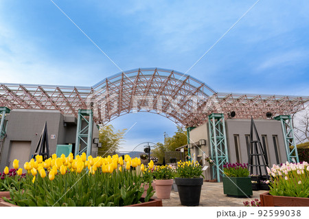 滋賀県草津市　水生植物公園みずの森の入り口付近に咲く冬のアイスチューリップ 92599038