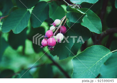 Saskatoon serviceberry fruit, Amelanchier alnifolia or shadberry ripening in the garden 92599045