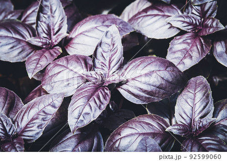 Purple basil grown in vegetable garden at organic homestead, dark opal basil plants texture 92599060