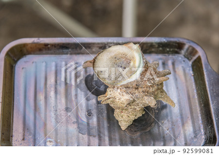 【オートキャンプ場でソロキャンプ サザエを焼く】 【オートキャンプ場でソロキャンプ サザエを焼く】 92599081