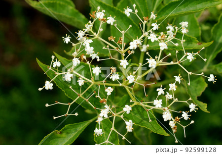 咲き終わりかけのエルダーの花 92599128